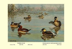 Masked and Madagascan Ducks(20" x 30") Canvas Wall Art