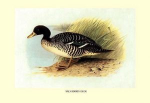 Salvadori's Duck(20" x 30") Canvas Wall Art