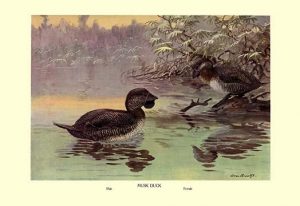 Musk Duck(20" x 30") Canvas Wall Art