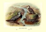 Chilean Torrent Ducks