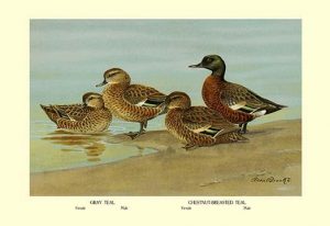 Gray Teal and Chestnut-Breasted Teal(20" x 30") Canvas Wall Art