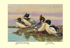 Red-Breasted Merganser and Goosander(20" x 30") Canvas Wall Art