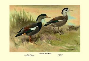 Crested Sheldrake Ducks(20" x 30") Canvas Wall Art