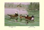 White-Headed and Ruddy Ducks