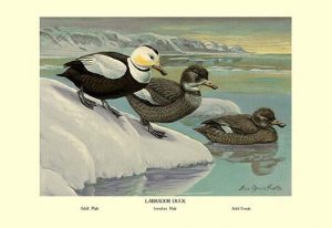 Labrador Duck(20" x 30") Canvas Wall Art