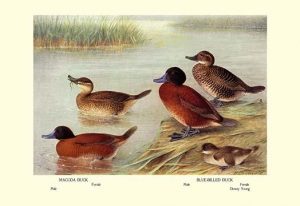 Maccoa and Blue-Billed Ducks(20" x 30") Canvas Wall Art