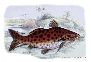 Pimelodus Arekaima(20" x 30") Canvas Wall Art