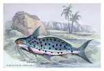 Pimelodus Insignis