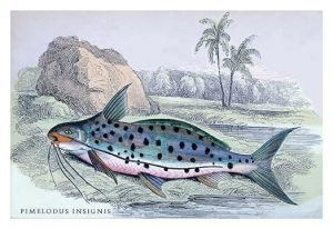 Pimelodus Insignis(20" x 30") Canvas Wall Art