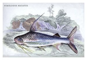 Pimelodus Notatus(20" x 30") Canvas Wall Art