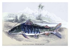 Platystoma Tigrinum(20" x 30") Canvas Wall Art