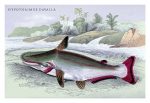 Hypothaimus Davalla