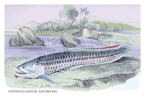 OsteOFlossum Arowana(20" x 30") Canvas Wall Art