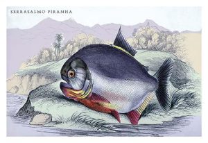 Serrasalmo Piranha(20" x 30") Canvas Wall Art