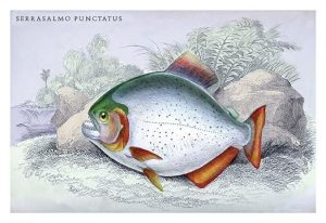 Serrasalmo Punctatus(20" x 30") Canvas Wall Art