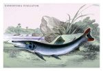 Xiphostoma Ocellatum