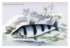 Schizodon Fasciatus(20" x 30") Canvas Wall Art