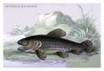 Erythrius Macrodon