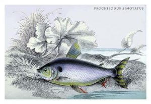 Prochilodus Binotatus(20" x 30") Canvas Wall Art