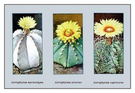 cactus paintings canvas