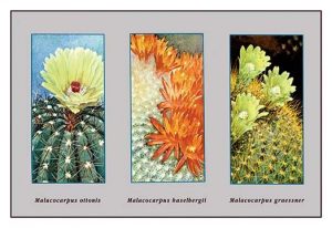 Malacocarpus Ottonis(20" x 30") Canvas Wall Art