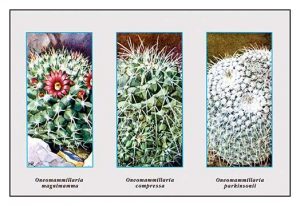 Neomammillaria Magnimamma(20" x 30") Canvas Wall Art