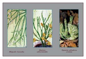 Rhipsalis Cassutha(20" x 30") Canvas Wall Art