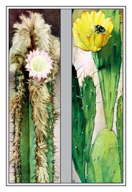 cactus wall art