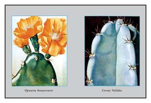 Opuntia Bonaerensis(20" x 30") Canvas Wall Art