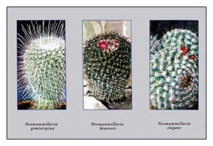 Neomammillaria Geminispina(20" x 30") Canvas Wall Art