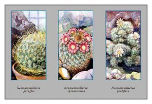 Neomammillaria Pringlei(20" x 30") Canvas Wall Art