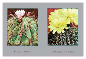 Ferocactus Latispinus(20" x 30") Canvas Wall Art