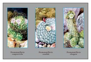 Neomammillaria Camptotricha(20" x 30") Canvas Wall Art