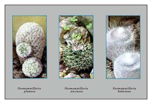 Neomammillaria Plumosa(20" x 30") Canvas Wall Art