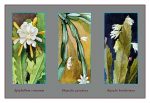 Epiphyllum Crenatum