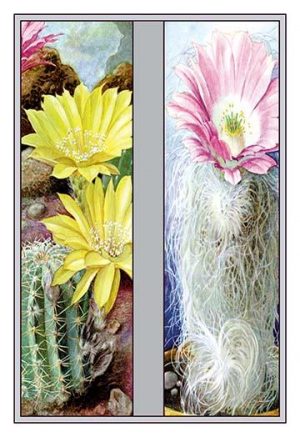 Flower, Cactus, and Flower(20" x 30") Canvas Wall Art