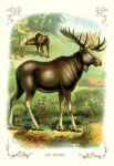 The Moose
