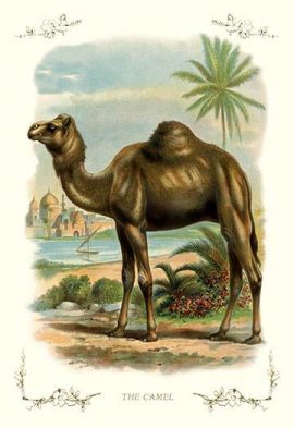 camel painting