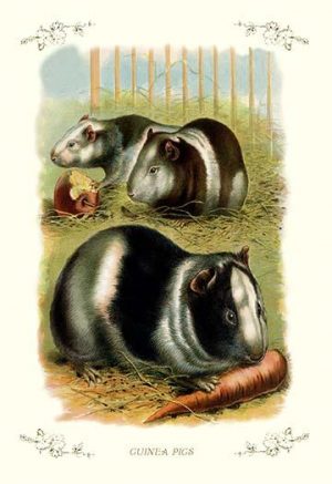 guinea pigs art