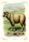 The Sheep