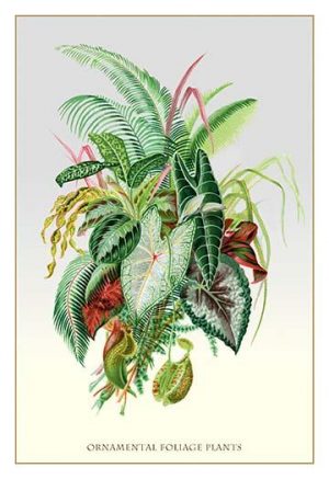 plant prints