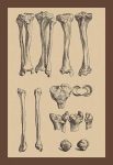 Leg Bones