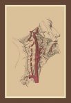 Internal Carotid Artery