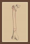 The Skeleton #2