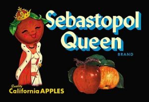 Sebastopol Queen Brand Apples(20" x 30") Canvas Wall Art