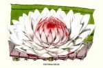 Lotus Flower - water lily