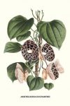 Dutchman's Pipe