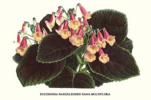 Eucodonia multiflora(20" x 30") Canvas Wall Art