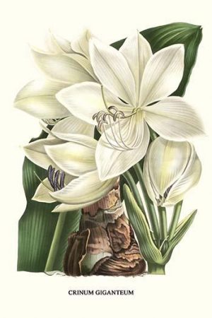 Crinum giganteum - medicinal(20" x 30") Canvas Wall Art