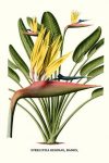 Yellow Bird of Paradise - Mandela's Gold